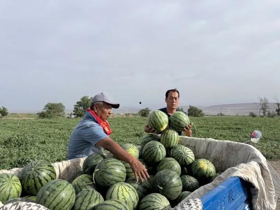大封镇吃瓜,一场别开生面的“吃瓜”盛宴