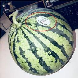 吃瓜网红麻将,揭秘网红圈麻将风云录