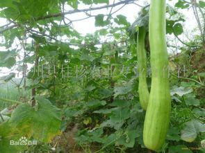 砍瓜直接吃,尽享自然美味