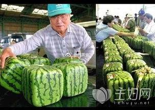 富人吃的瓜,揭秘富人餐桌上的奢华瓜果世界