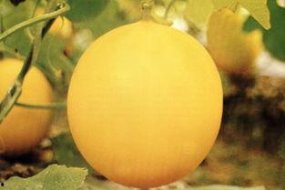 湛江吃瓜事件,一场网络舆论的风暴与反思