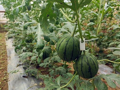 可以吃小瓜嘛,小瓜的多样美味与食用指南