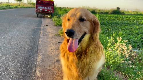 狗吃蜜瓜吗,揭秘狗狗吃蜜瓜的趣味瞬间