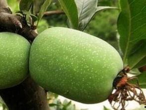 瓜栗的果实可以吃吗,美味可口的天然美食探索