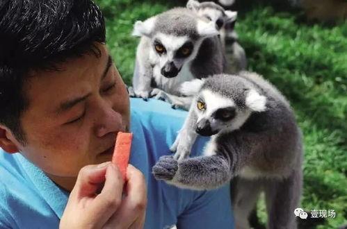 吃整个瓜的动物,揭秘那些独享整瓜的动物传奇