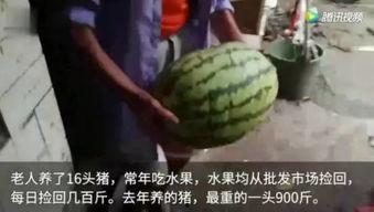 吃瓜视频是啥,网络热传的娱乐现象解析