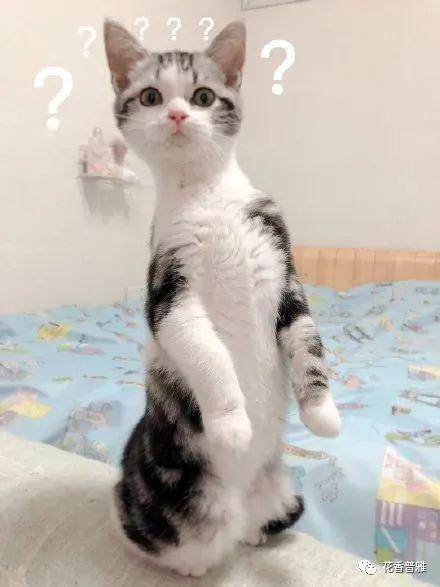 吃瓜的猫站着头像