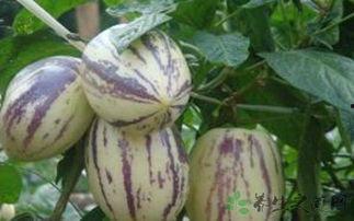 感冒吃茄瓜,轻松应对感冒困扰