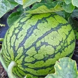 二瓜吃瓜,揭秘娱乐圈的瓜田秘事