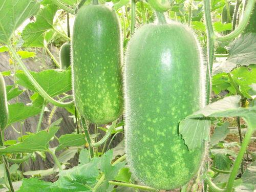 吃瓜住建厅,吃瓜群众眼中的政策风云