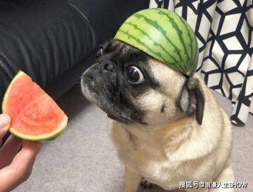 冲浪吃瓜网友,揭秘网络热议背后的真相