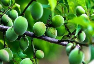 吃瓜青梅,探寻青梅的独特魅力与美食故事