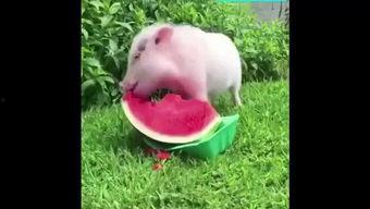猪孩子吃瓜,瓜田里的欢乐时光