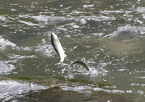 带你吃瓜睡着的鱼,带你领略“吃瓜睡瓜”的奇幻之旅