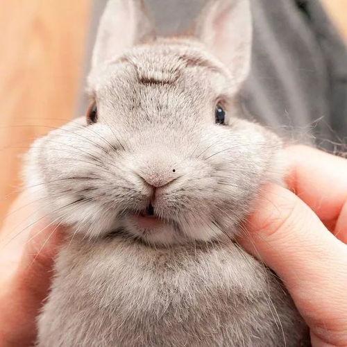 吃瓜兔小萌,揭秘娱乐圈的甜蜜瓜田