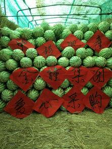 戈壁滩上吃瓜,沙漠中的瓜果盛宴