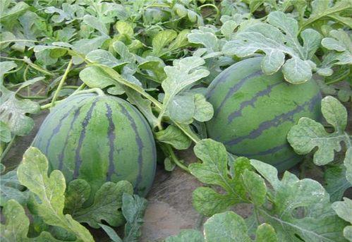 跳地吃瓜,揭秘娱乐圈的幕后故事