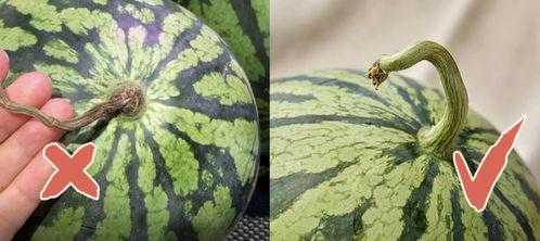 香港吃瓜标题,揭秘吃瓜群众的狂欢盛宴