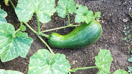 胃病可以吃瓠瓜