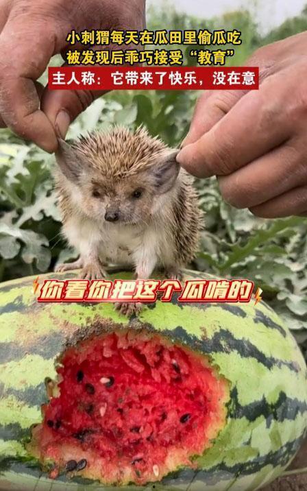 偷着吃的瓜,揭秘隐藏在甜蜜背后的秘密