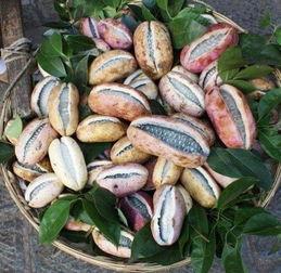 吃瓜要吃八月瓜,夏日消暑的天然美味