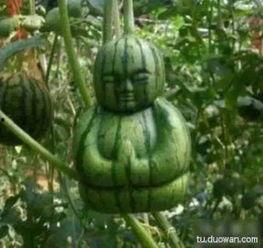 搞笑的吃瓜西瓜,吃瓜西瓜，瓜界搞笑达人