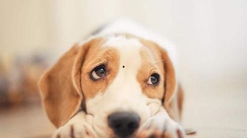 狗狗集体吃瓜图片,集体吃瓜萌态百出