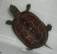 草龟吃瓜叶子,瓜叶成佳肴，龟儿乐开怀