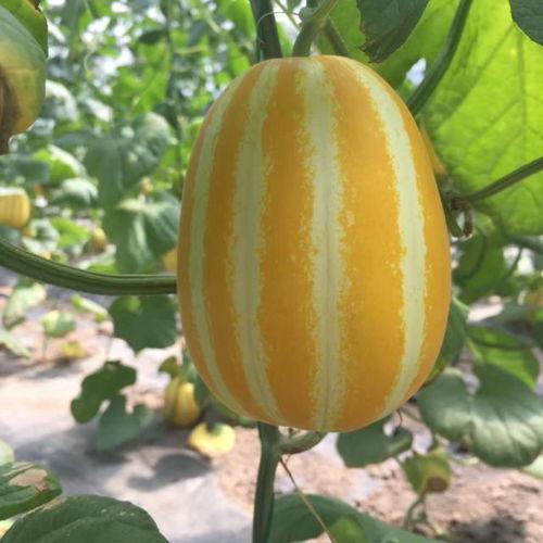 吃瓜群众地道英语,From Gossipy to Global: A Glimpse into the English of the Curious and the Chatty