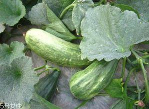 细瓜可以怎么吃,创意烹饪方法大盘点