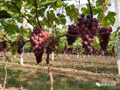 山王应援场吃瓜,一场吃瓜盛宴背后的故事