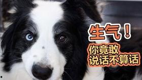 吃瓜狗联盟,揭秘娱乐圈幕后真相