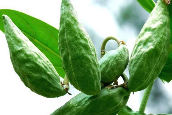 可以吃的牛瓜品种,盘点适合食用的牛瓜品种