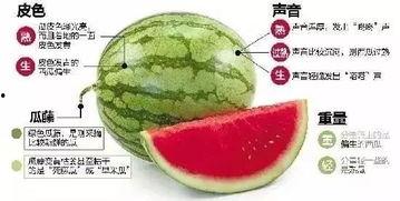 微信vip吃瓜,独家内幕，带你领略社交圈层新风尚