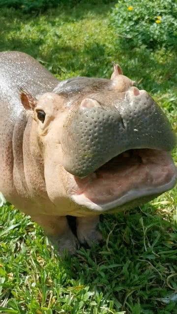 河马吃东鸡瓜,探寻东鸡瓜的独特魅力