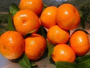 橘幼吃瓜,橘幼的夏日瓜趣之旅