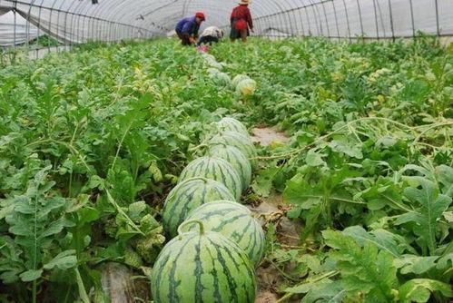 松松吃瓜,揭秘娱乐圈幕后故事