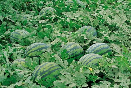 全国吃瓜交流群,共享人间烟火，共话世间百态