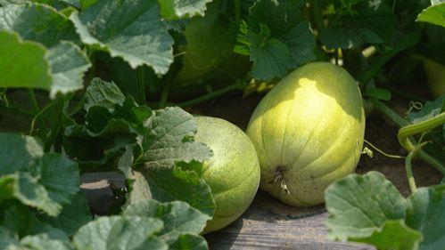 初夏吃瓜,尽享清凉夏日时光