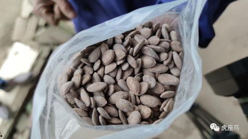 吃瓜赚钱的项目,揭秘吃瓜赚钱的神奇项目