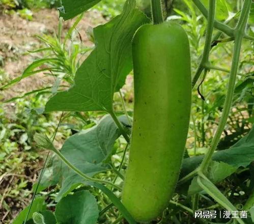 瓠瓜是什么瓜可以吃,揭秘可食用瓜类中的清新之选