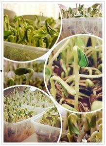 随机吃瓜系统,揭秘随机吃瓜系统的神秘魅力