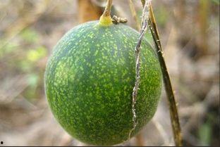 马泡瓜咋吃啊,马泡瓜的多样食用方法探索